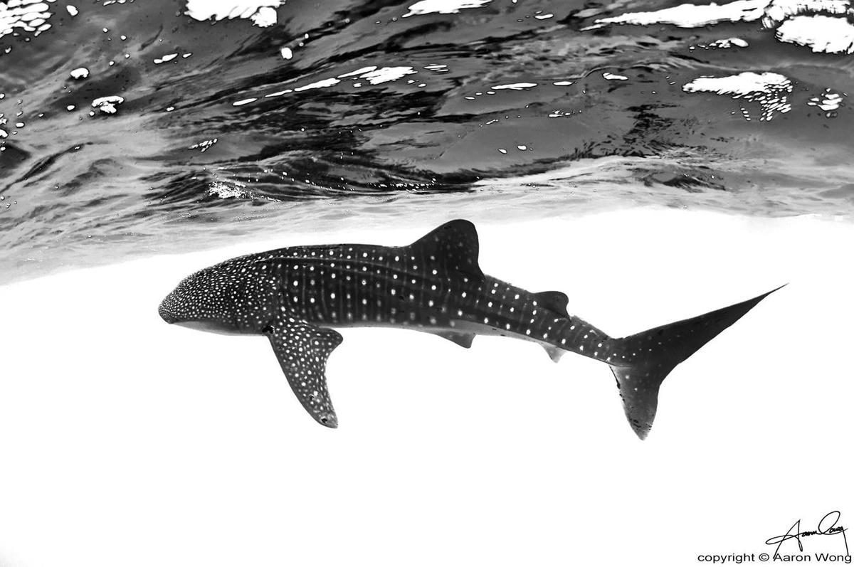 Hình ảnh trắng đen của một chú cá mập voi hiền lành bơi trong đại dương. Ảnh: Aaron Wong.  