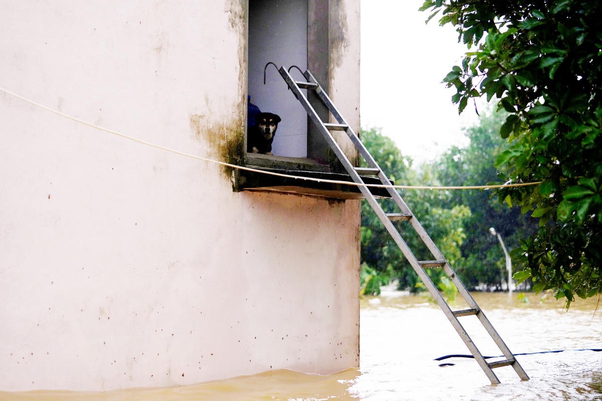 Tài sản, vật nuôi của gia đình được vận chuyển lên nơi cao nhất của ngôi nhà. 