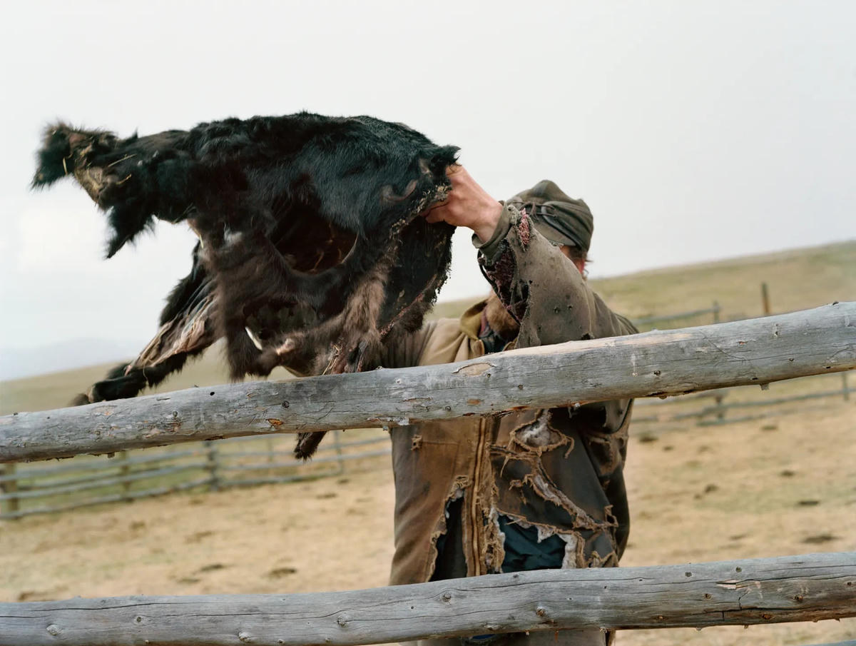 Áo choàng bê, Trang trại Graveley, Avon, Montana, 2021.