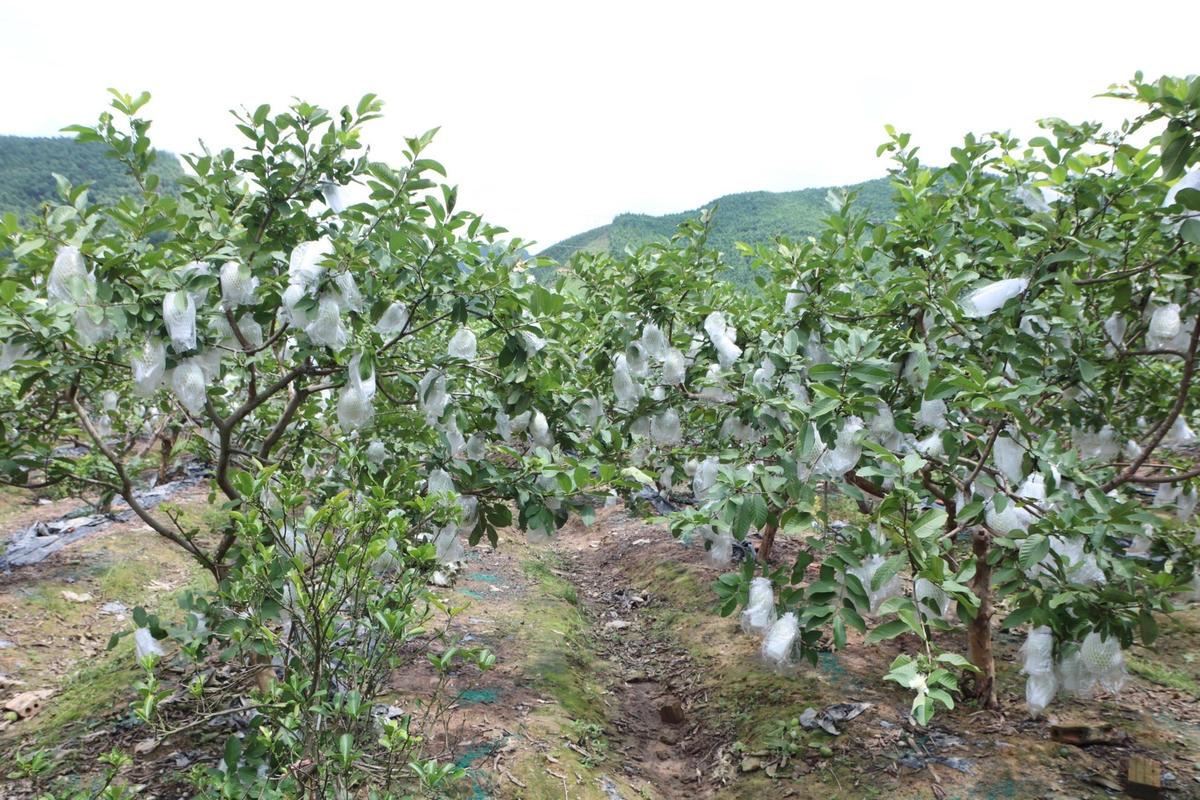 Cây ổi mang lại giá trị kinh tế cao cho người dân vùng đất Mỏ.