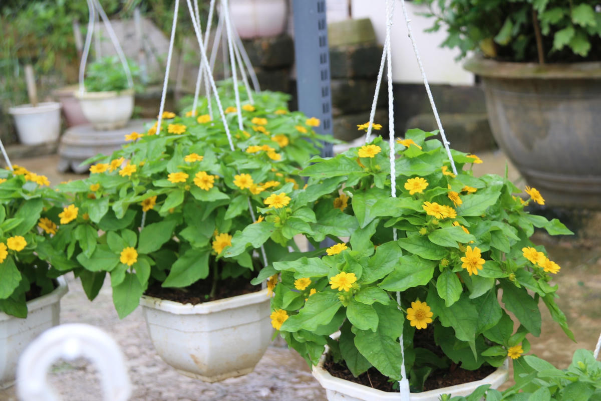 Người dân An Lạc ‘đội mưa’ tất bật chăm sóc hoa Tết