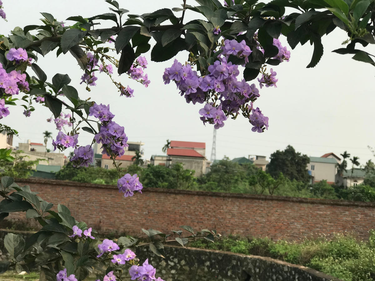 Làng tôi đã trở thành làng ven đô nhà ngói ri, ngói móc xen biệt thự... Ảnh: Hà Thu.