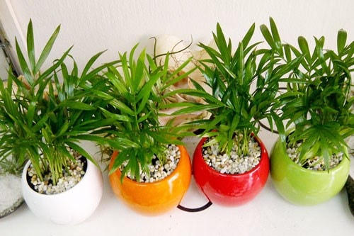 Mẹo chăm sóc cây cảnh mang lại tài lộc và may mắn cho gia chủ