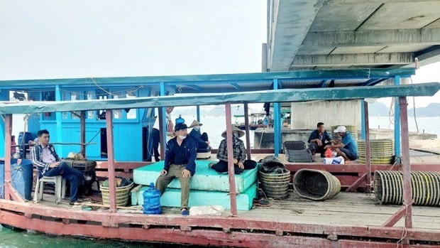 Các hộ dân có bè nuôi thủy sản trên vịnh Bái Tử Long bị cưỡng chế.