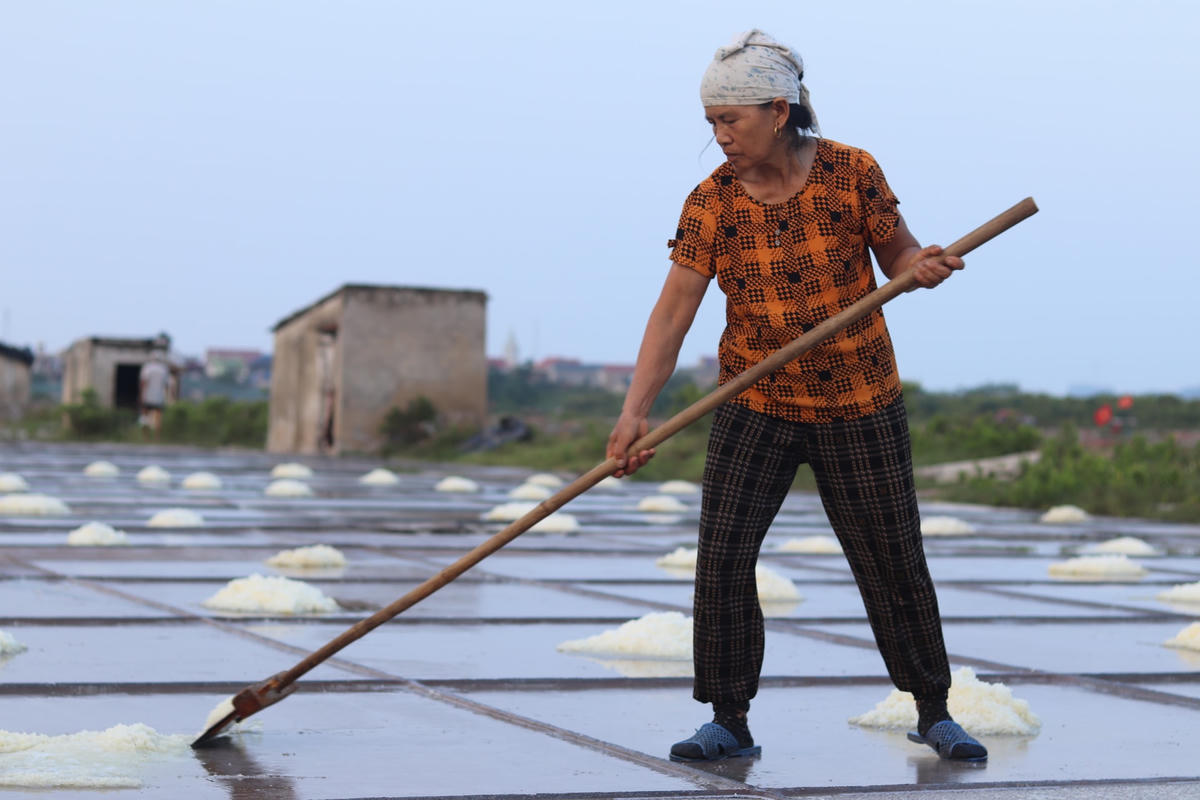 Trên những sân phơi muối, những cụ già tích cực đẩy nạo thu hoạch mẻ muối đầu tiên trong ngày.