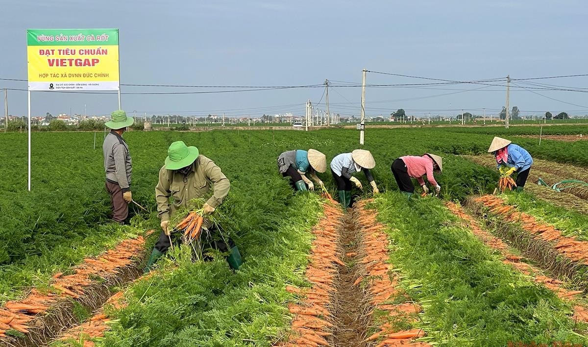 Sản xuất hàng hóa tập trung góp phần đưa xã Đức Chính (huyện Cẩm Giàng, tỉnh Hải Dương) trở thành xã nông thôn mới kiểu mẫu.  
