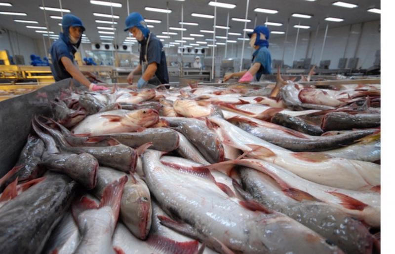Nguyên liệu vẫn là thách thức đối với ngành chế biến và xuất khẩu thủy sản.
