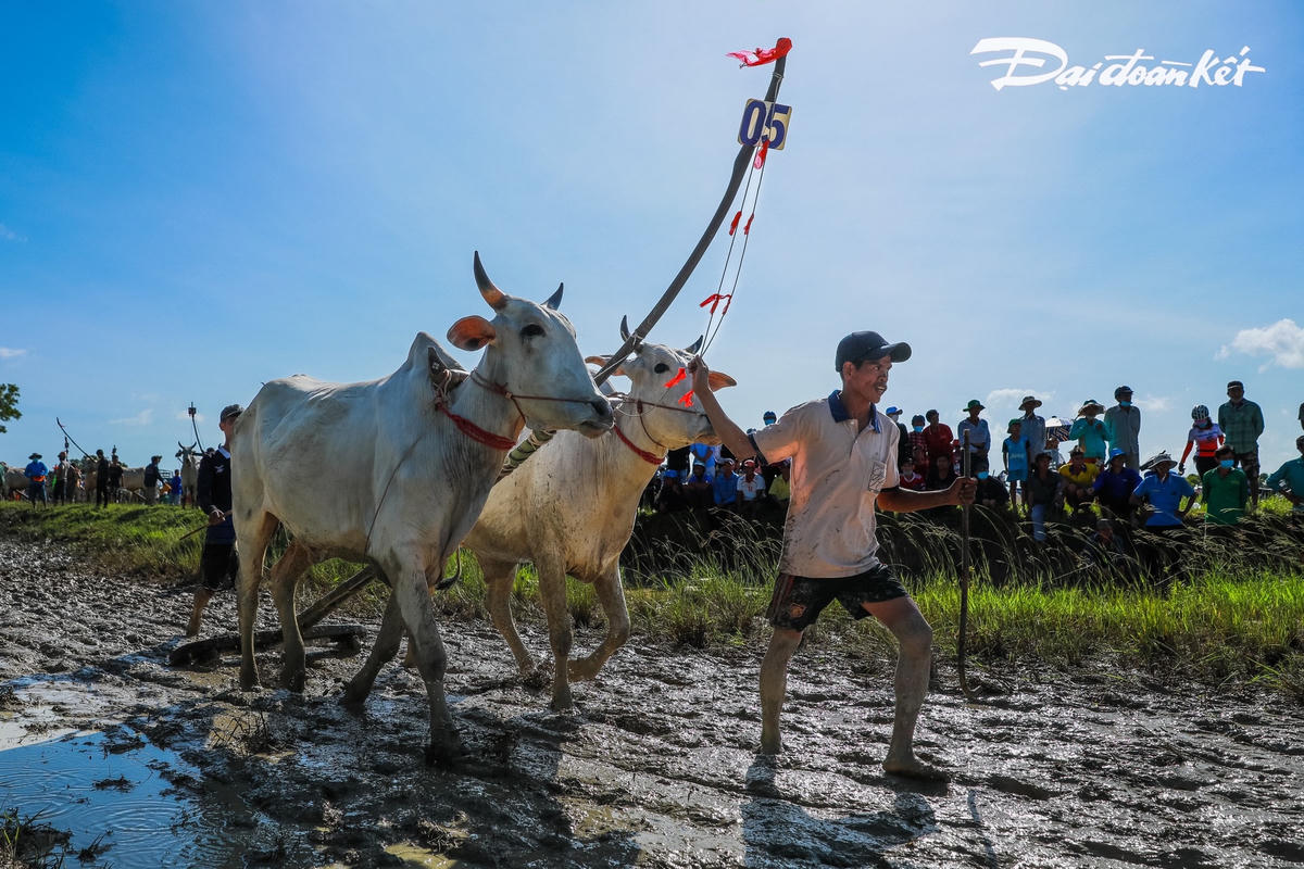 Từng đôi bò được ách vào một chiếc bừa đặc biệt, gọng bừa là bàn đạp gồm một tấm gỗ rộng 30 cm, dài 90 cm, bên dưới là răng bừa. Người điều khiển bò cầm roi mây hoặc khúc gỗ tròn vừa tay độ 3 cm, đầu có cắm cây đinh nhọn (cây xà-lul).
