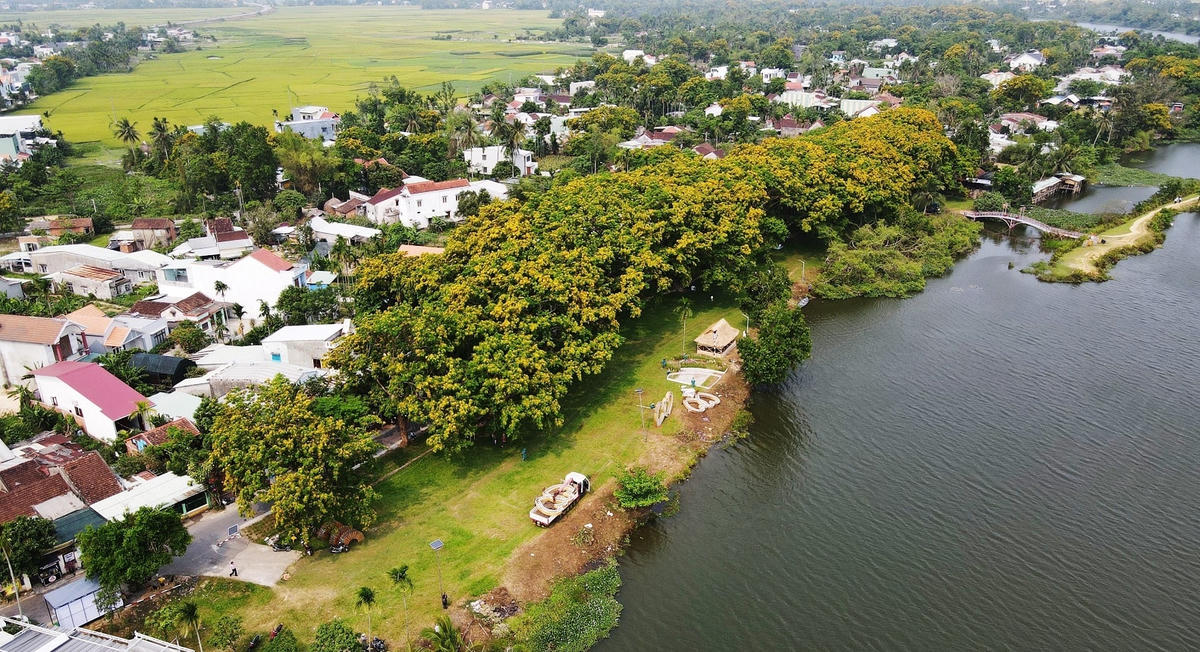 Một góc hoa sưa bên bờ sông Tam Kỳ. 