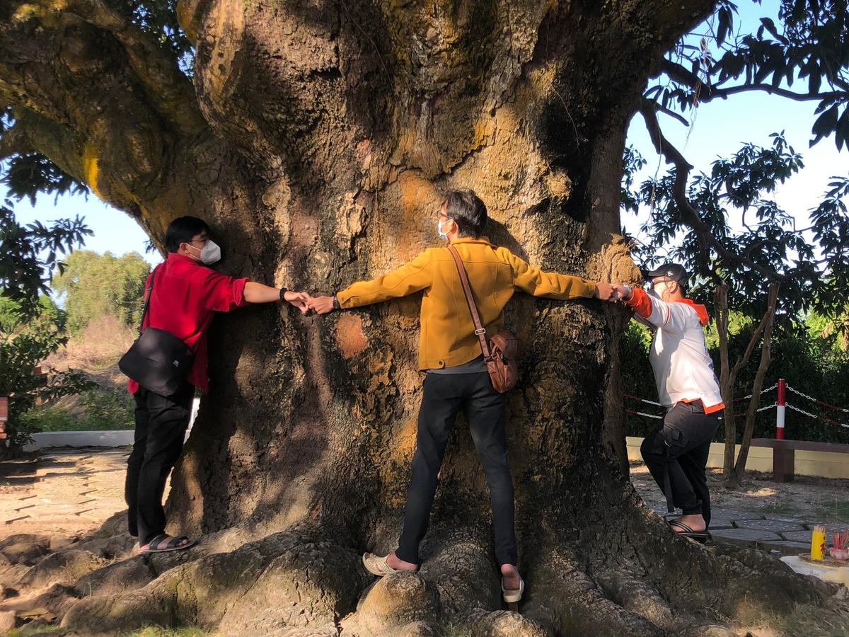 Thân "Cụ xoài" có đường kính 6 người ôm không xuể.