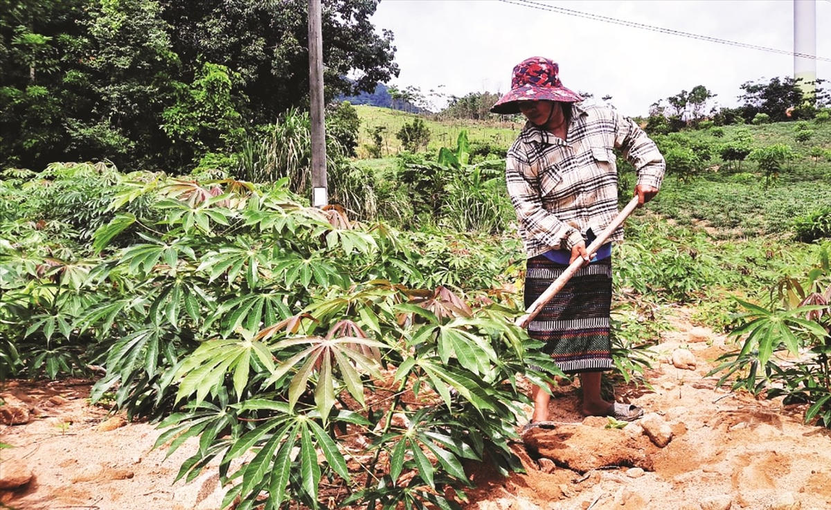 Chị Hồ Thị Dơn, thôn Xa Bai, Hướng Linh (huyện Hướng Hóa, Quảng Trị) vươn lên làm giàu trên diện tích đất được giao.