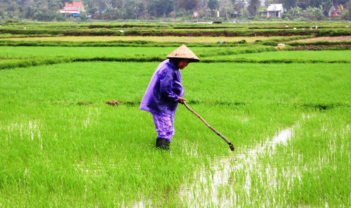 Người nông dân ở Quảng Nam xuống đồng chăm sóc lúa đông xuân ngay sau Tết.
