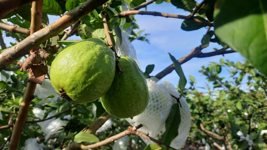 Để nâng cao chất lượng sản phẩm, nhiều hộ dân đã dần chuyển đổi từ phương thức canh tác truyền thống sang canh tác theo tiêu chuẩn VietGAP.