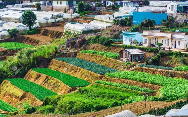 Trồng rau sạch ở Lâm Đồng. Ảnh: Nhã My.