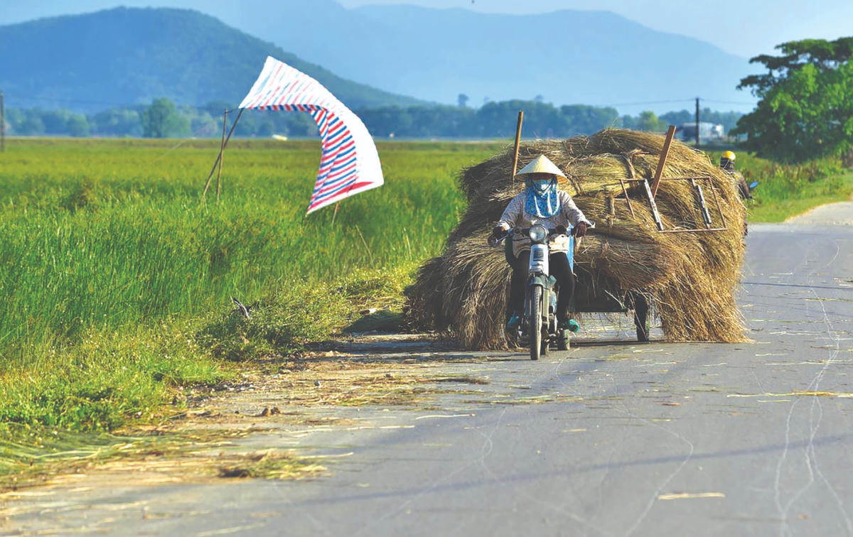 Nhiều chủ ruộng phải thuê thêm lao động thu hoạch cói cho kịp thời vụ.  
