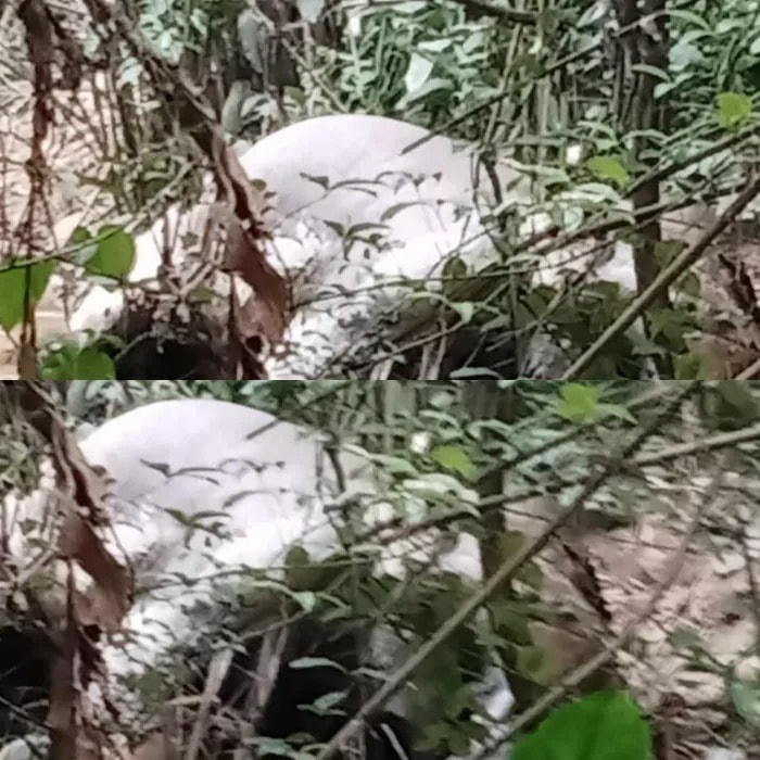 Cá thể voi còn nguyên cặp ngà, đang trong quá trình phân huỷ.