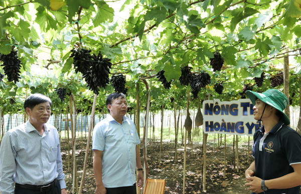 Lãnh đạo tỉnh Ninh Thuận, kiểm tra vườn nho Hoàng Yến, xã Phước Thuận, huyện Ninh Phước (Ninh Thuận).
