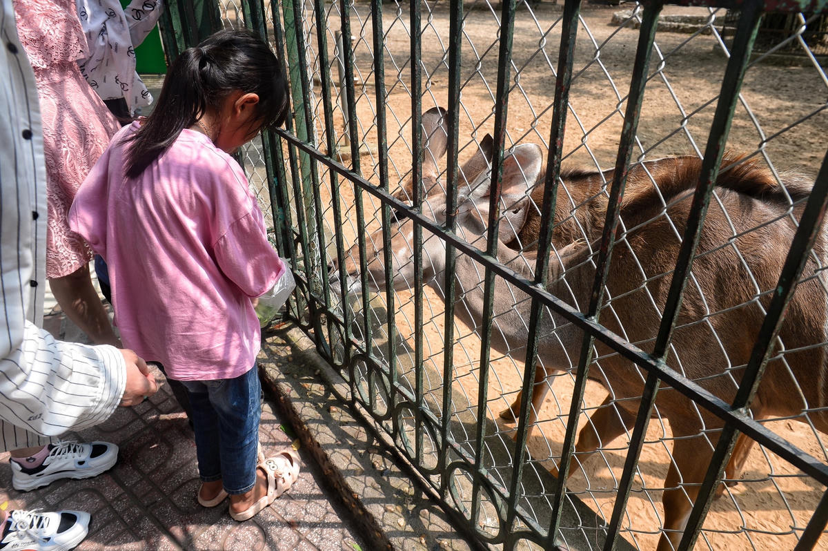 Các em nhỏ vui vẻ cho các loài động vật trong sở thú ăn.