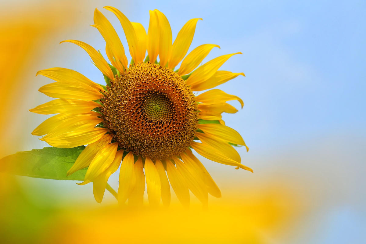 Theo tìm hiểu, loài hoa hướng dương tại đây là giống hoa nhập khẩu từ Thái Lan có thân cây cao, đường kính bông lên đến 30 cm.