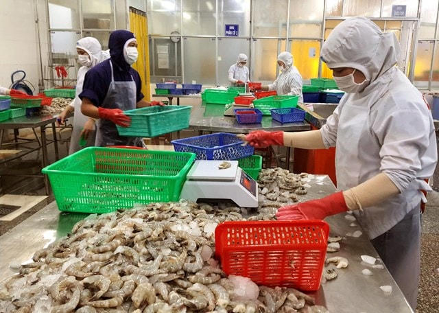 Công nhân đang xử lý tôm để xuất khẩu.