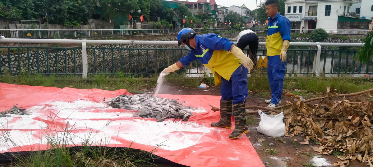 Sau khi vớt, số cá chết được đưa đi tiêu huỷ để đảm bảo môi trường.