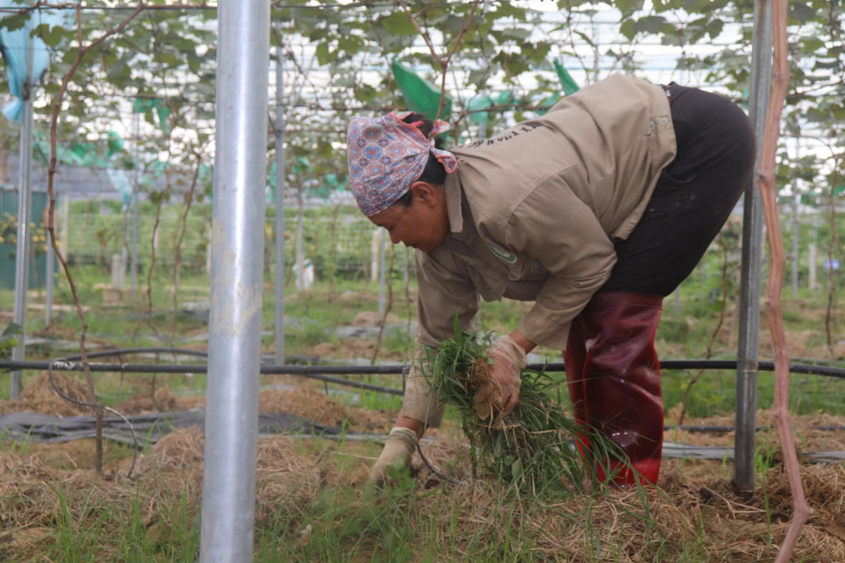 Công nhân tại đang làm cỏ dưới gốc những cây nho.