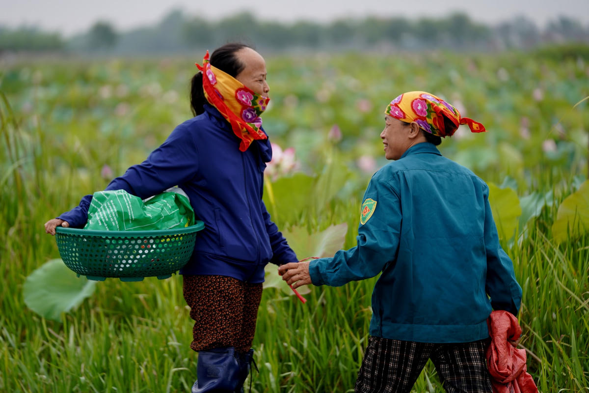 Những ngày này từ sáng sớm hoặc chiều muộn tại đầm sen thôn Thanh Châu luôn trở nên nhộn nhịp.