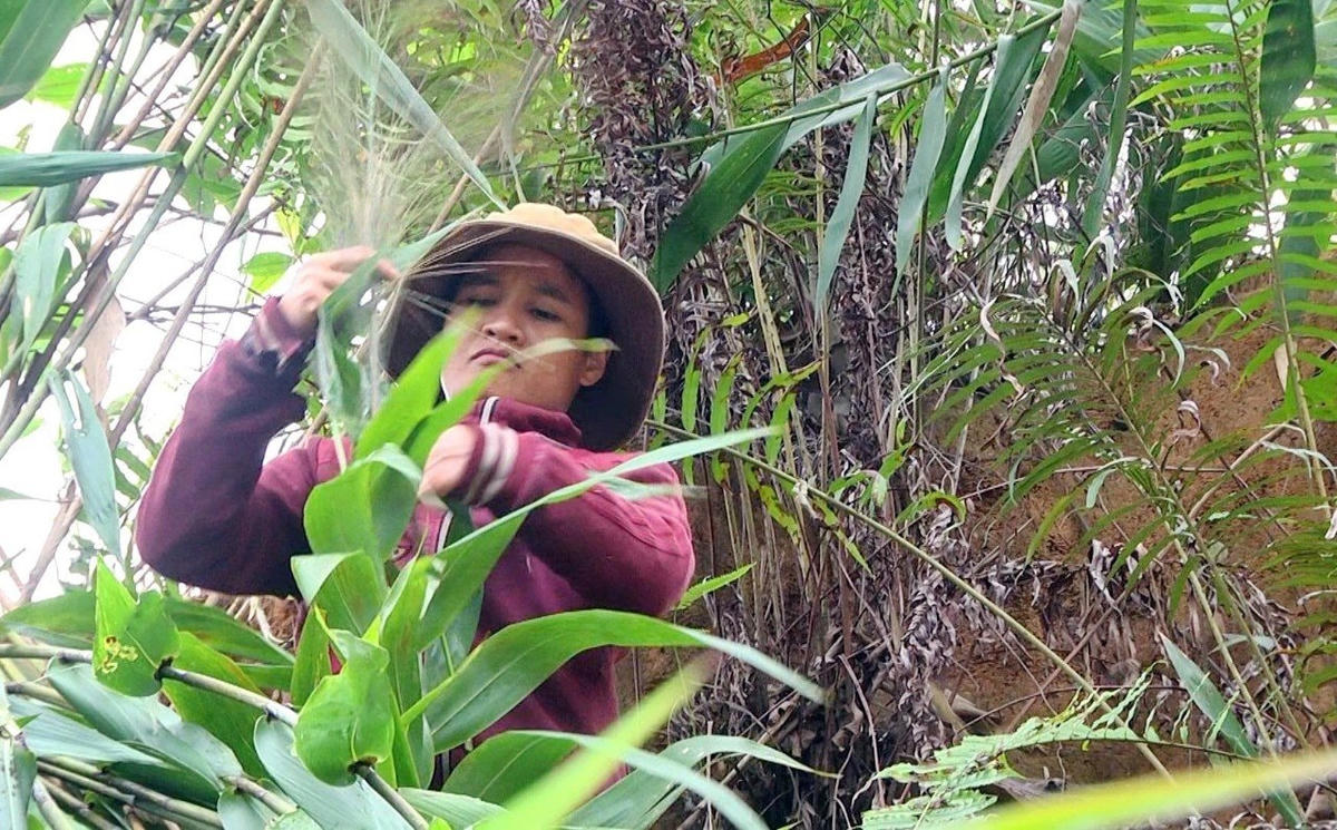Người dân hái đót trên núi cao.