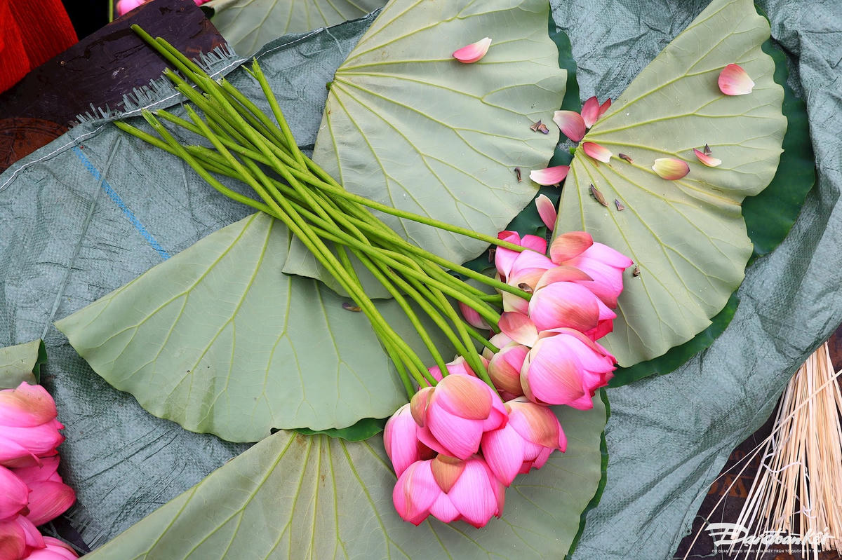 sen_bach_diep_ho_tay-le-khanh16.jpg
