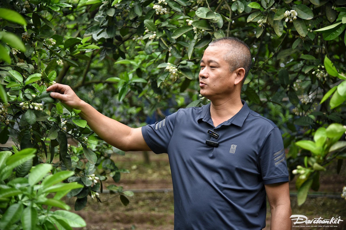 W_thu_phan_cho_buoi-le-khanh20.jpg