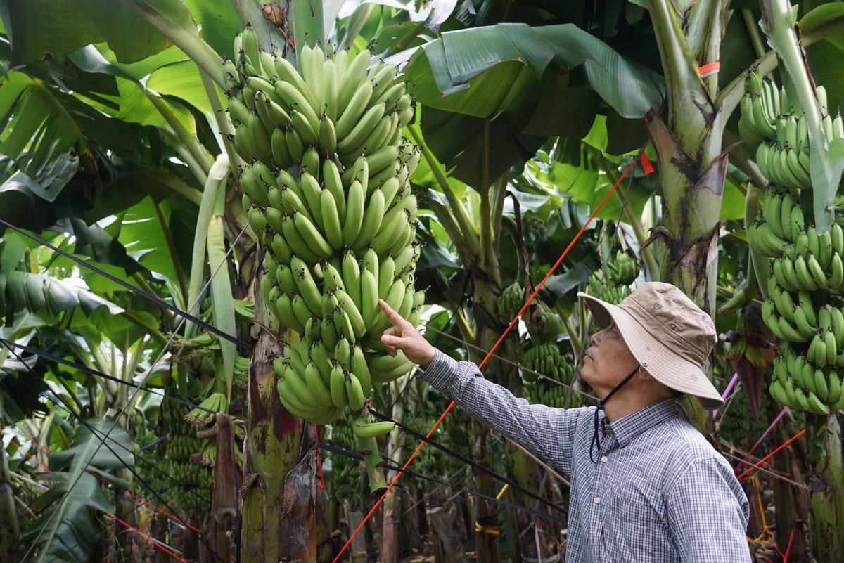 Giống chuối già Nam Mỹ được ông Thống tuyển lựa cho hiệu quả khá tốt. Ảnh: Mạnh Thìn.