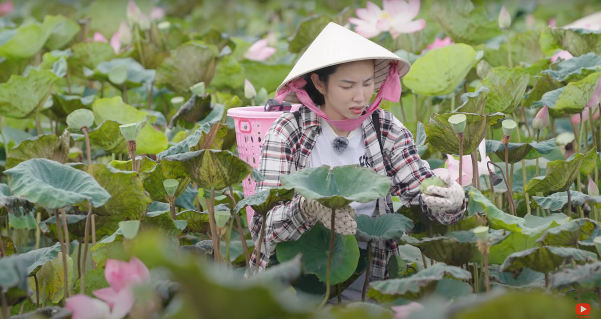 Seríe "Nong-dân" đưa khán giả trải nghiệm cảnh sắc của đồng sen tại Tháp Mười, Đồng Tháp. 