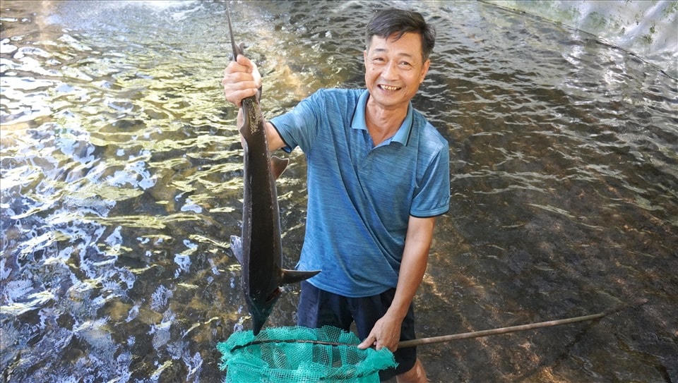 "Đến cuối năm 2014 thì số cá tầm, cá hồi được bán hết cho các nhà hàng trên địa bàn tỉnh Thanh Hóa. Sau vụ đó, tôi thu về trên 2 tỷ đồng, lãi hơn 500 triệu đồng", ông Sâm nói.