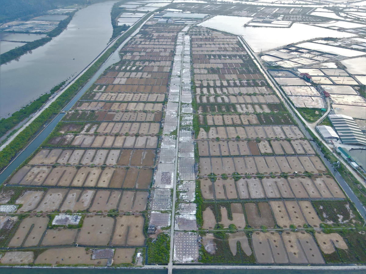 Từ góc nhìn trên cao có thể thấy, đã có hàng chục ruộng muối bị bỏ hoang, cỏ mục um tùm trong suốt thời gian dài. Bên cạnh các ruộng muối, đó khu vực nuôi trồng thủy hải sản, cho thu nhập cao hơn nhiều so với việc tổ truyền.