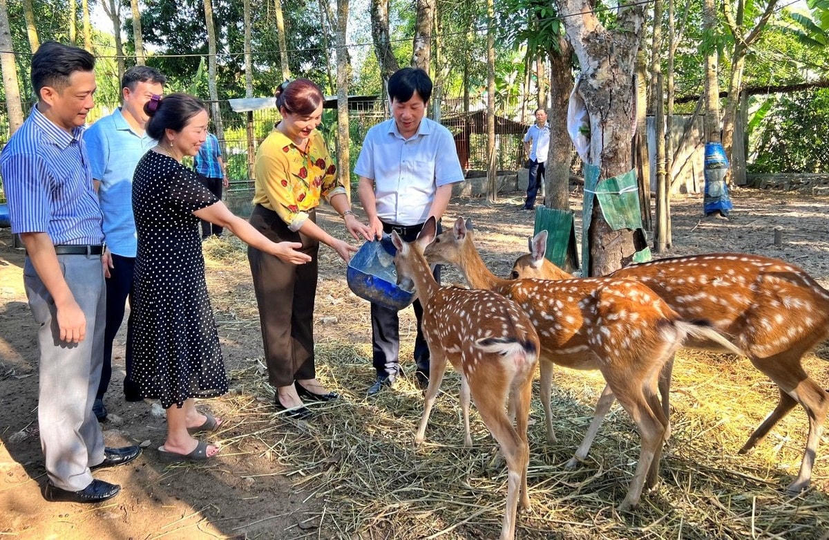 Du khách thích thú với mô hình trải nghiệm nuôi hươu ở Hương Sơn, Hà Tĩnh.