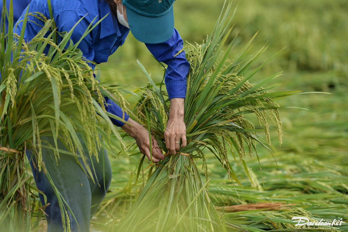 dung_lua-le-khanh10.jpg