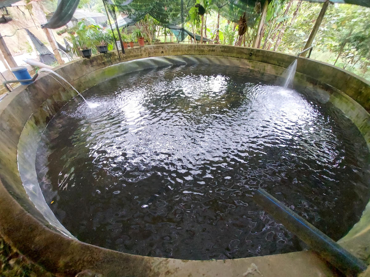 Lứa đầu tiên, ông Sâm bỏ ra 420 triệu đồng để mua 6.000 con cá giống về thả. Giữa năm 2011, trang trại xuất bán nhưng do chi phí đầu vào quá lớn khiến giá thành tăng rất cao, và Thanh Hóa chưa có nguồn tiêu thụ ổn định nên ông phải tìm ra Hà Nội để bán. Đi đường xa, tỷ lệ cá chết nhiều, vụ đầu tiên xác định hòa vốn.