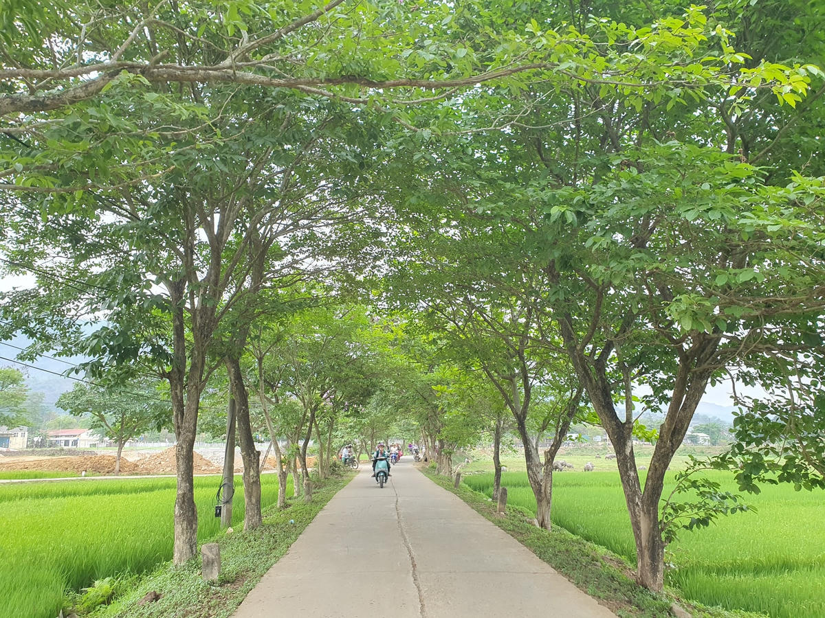 Theo anh Xuân, mấy năm trở lại đây hàng cây bằng lăng này trở nên nổi tiếng trên mạng xã hội vì có rất nhiều người, nhất là các bạn trẻ "đổ xô" tới đây để chụp ảnh, check in. Ai nấy đều tỏ ra thích thú, xuýt xoa trước vẻ đẹp của hàng cây mỗi khi mùa hoa nở rộ.