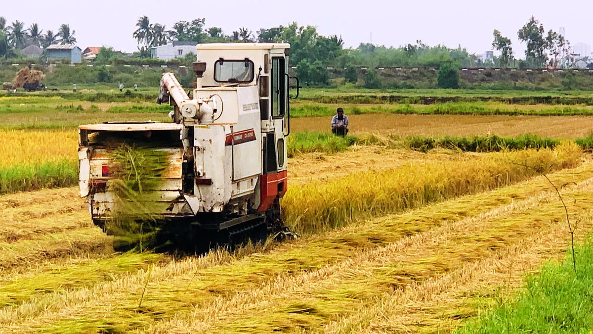 Người dân đang thu hoạch lúa trên cánh đồng ruộng.