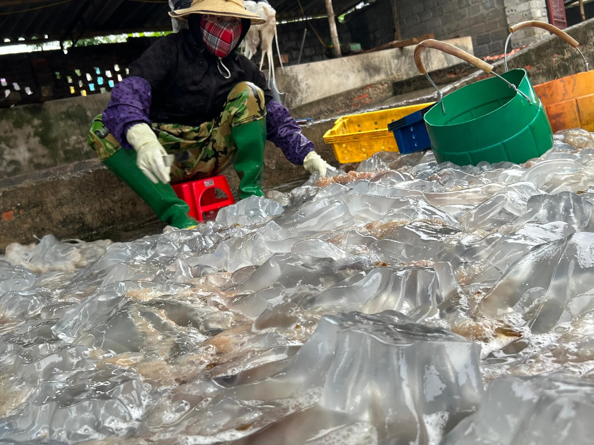 Cũng theo anh Thao, hiện cơ sở của anh bán các sản phẩm sứa thành phẩm với giá 300 nghìn đồng/thùng loại 10kg đối với mình sứa. Còn sứa chân, tay là những phần ngon nhất được bán với giá từ 350.000đồng/thùng loại 10kg.  