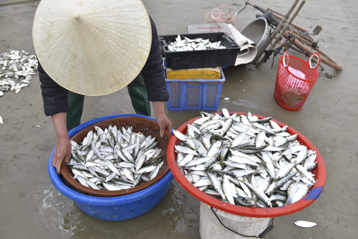 Cá trích ở vùng biển Quảng Xương, TP Sầm Sơn có đặc trung tươi, thịt thơm ngon, con cá bắt lên còn sống nên được người tiêu dùng ưa chuộng khi chế biến thành các món ngon, trong đó có món các trích nướng.