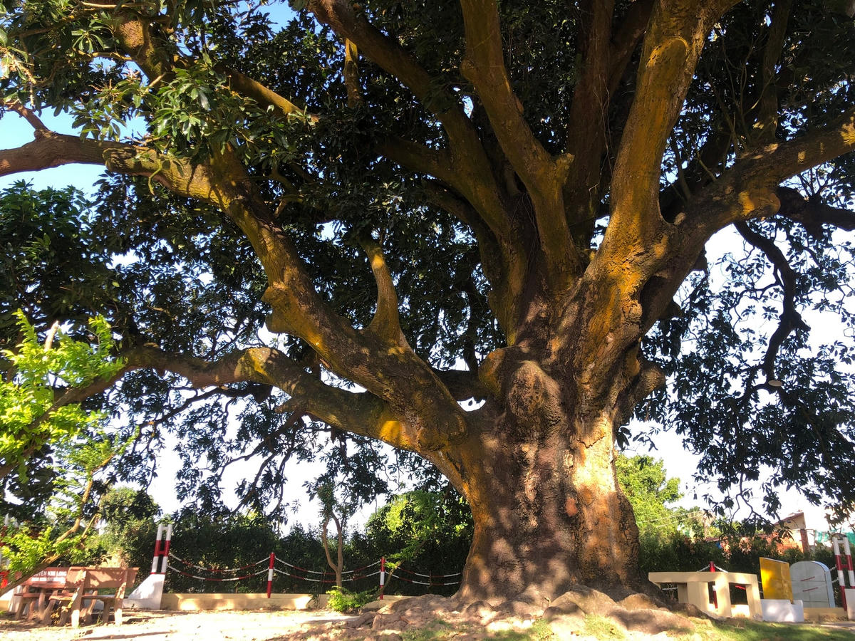 “Cụ xoài” tỏa bóng mát cả khu vực rộng.