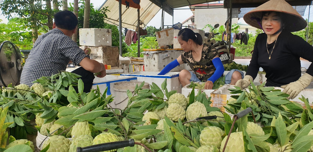 Chị Hà Thị Minh (áo đen), chủ một vườn na rộng hơn 1 mẫu ở Việt Dân, cho biết: Thời điểm na bắt đầu chín (khoảng vào tuần 4 của tháng 7), giá na loại 1 đạt 50.000 đồng/kg, giá na loại 2 đạt 35.000 đồng/kg. Thời điểm hiện nay, giá na dao động 15.000 – 25.000 đồng/kg nếu bán vo, loại na chọn giá 30.000 đồng/kg.