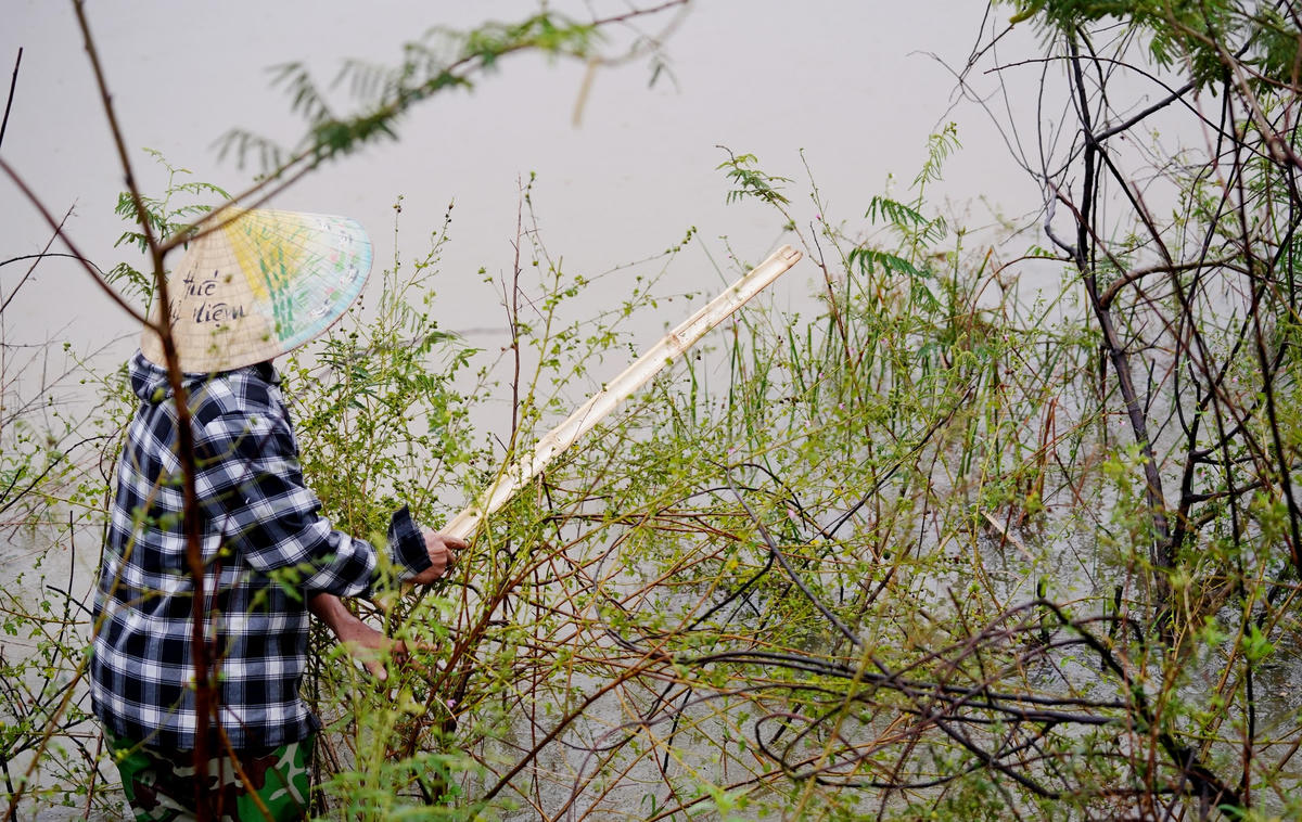 Ngoài bờ đất, chuột có thể trú ngụ trên những cành cây đổ gãy. Ảnh: Cẩm Kỳ