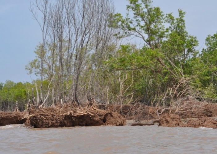 ẢNH 4 Bờ biển Đông Cà Mau bị xói lở nghiêm trọng