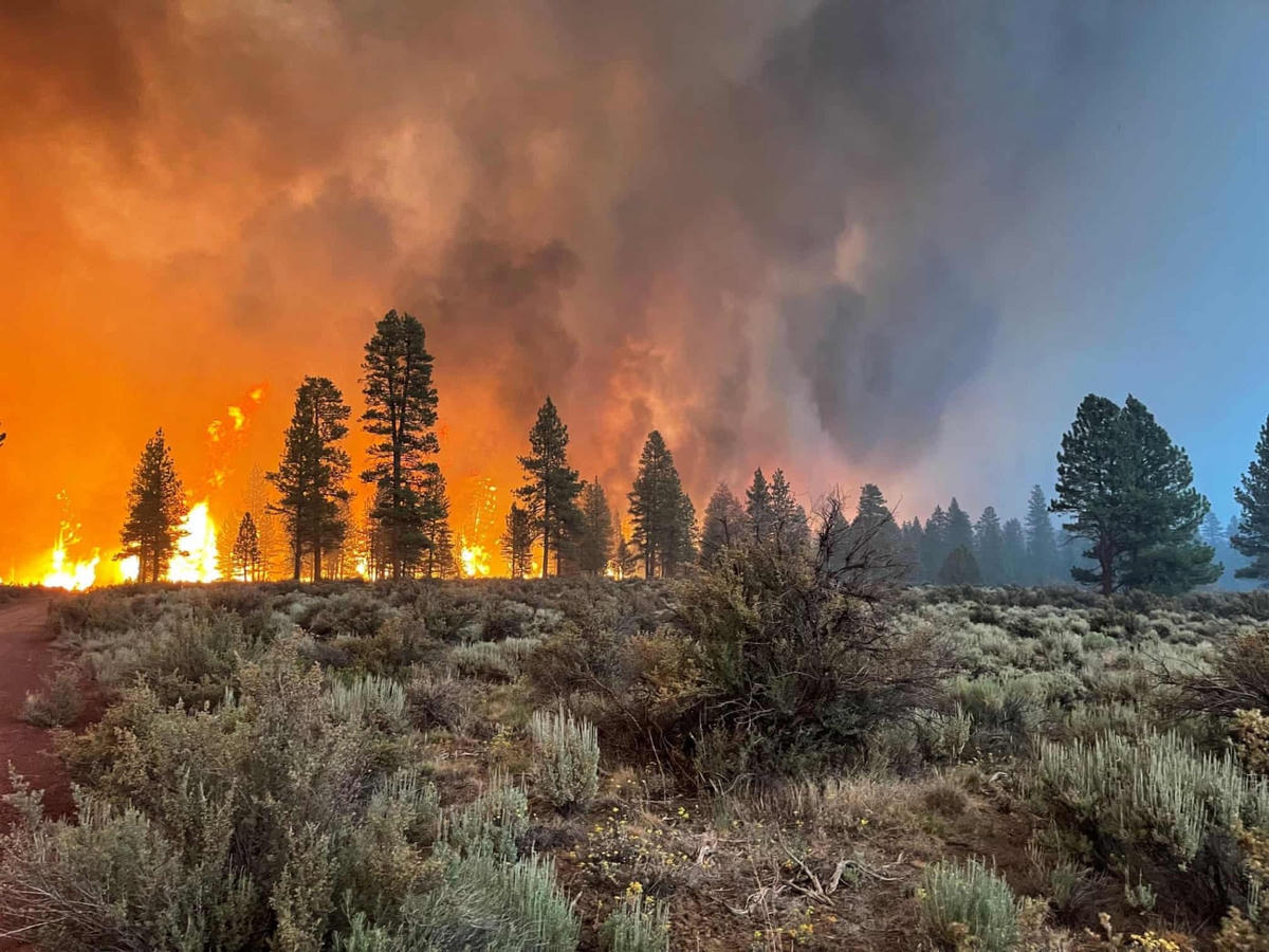 Nắng nóng dữ dội gây ra những đám cháy rừng tại bang Oregon (Mỹ).        Nguồn: Shutterstock.