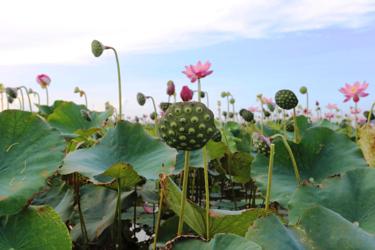 Những hạt sen chuẩn bị được người dân hái.