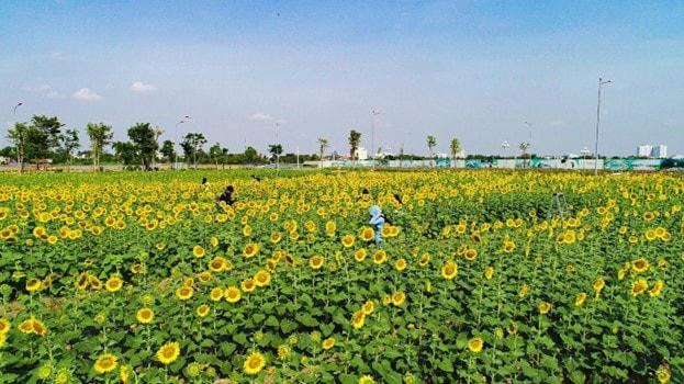 Vườn hoa hướng dương tại bán đảo Van Phuc City là điểm đến lý tưởng cho giới trẻ dịp Noel và năm mới 2023. Ảnh Vinh Rose.