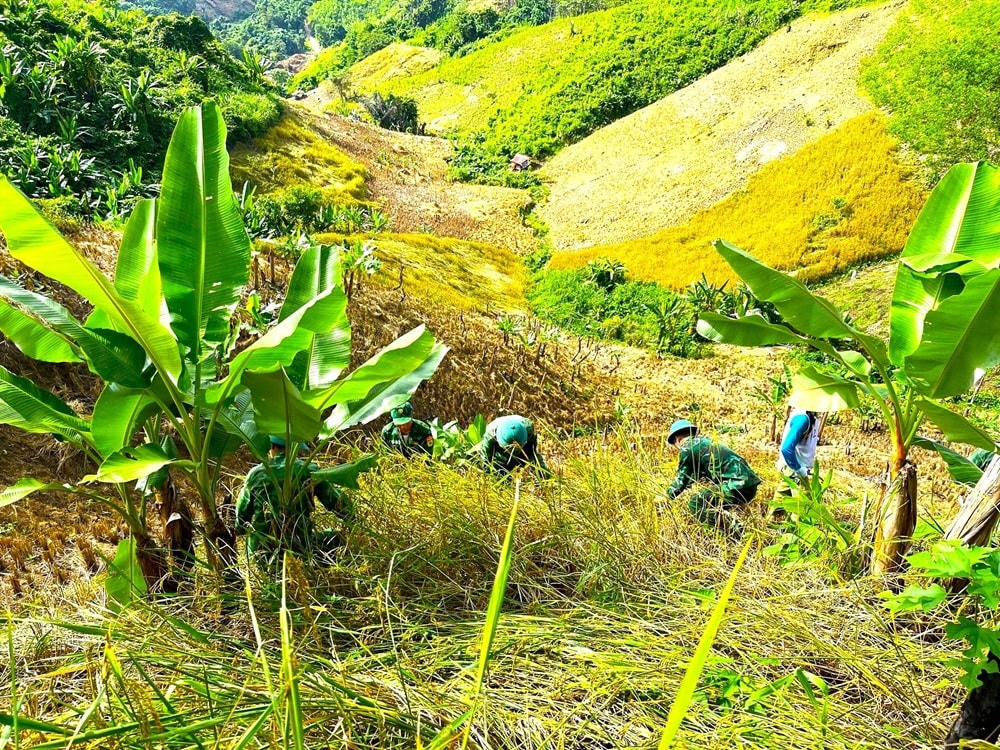 Chiến sĩ Đồn biên phòng Đắc Pring giúp dân thu hoạch lúa rẫy.