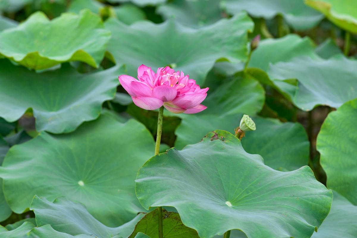  Vào những khoảnh khắc chớm hè đầu tiên, người ta thường nhìn thấy những nụ sen còn e ấp, chúm chím ẩn mình sau những chiếc lá. Khi sen chưa nở, những cánh hoa còn hơi ngả xanh chụm vào nhau như ôm chặt lấy đài sen còn chưa phát triển.  
